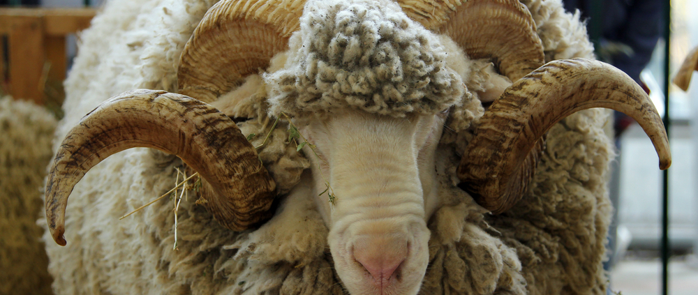 Ram Sheep Sacrifice Qurbani Udhiya Slaughter Shutterstock e1656170428373