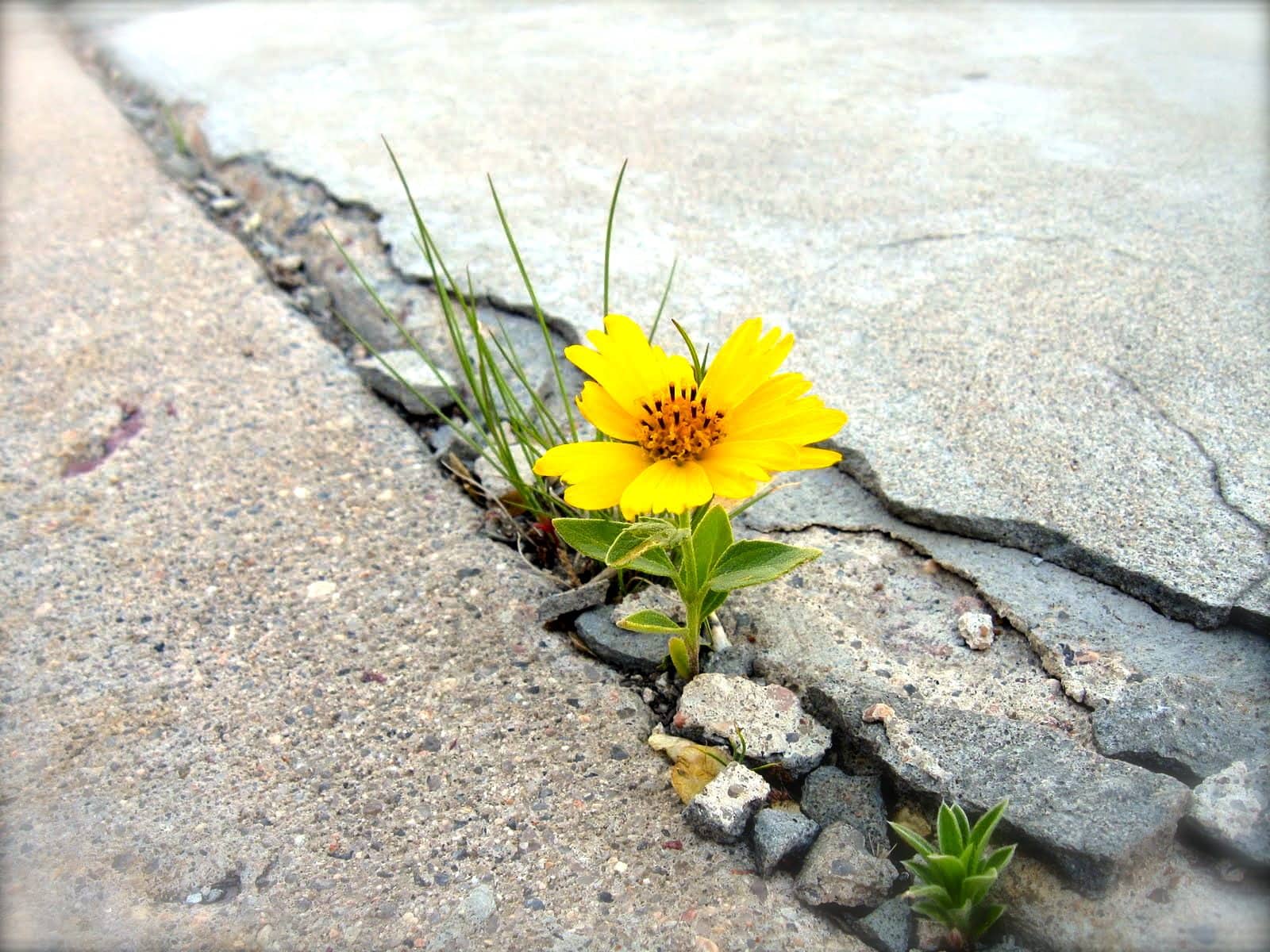 Одинокий цветок на пустыре среди камней