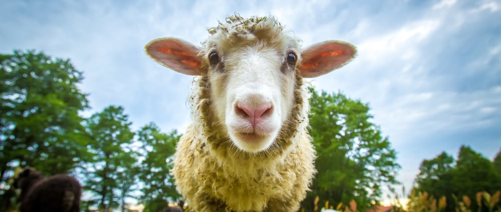 Sheep Sacrifice Qurbani Udhiya Shutterstock e1653126226217