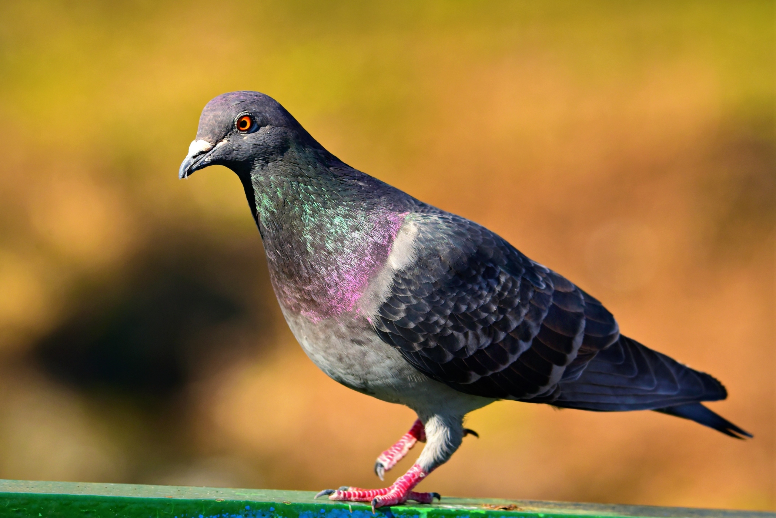 passenger pigeon scientific name