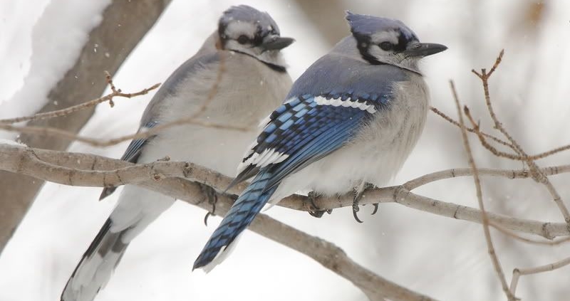 How to Tell a Male From a Female Blue Jay