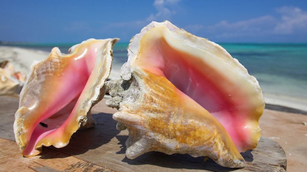 Playing With A Conch - SeekersGuidance