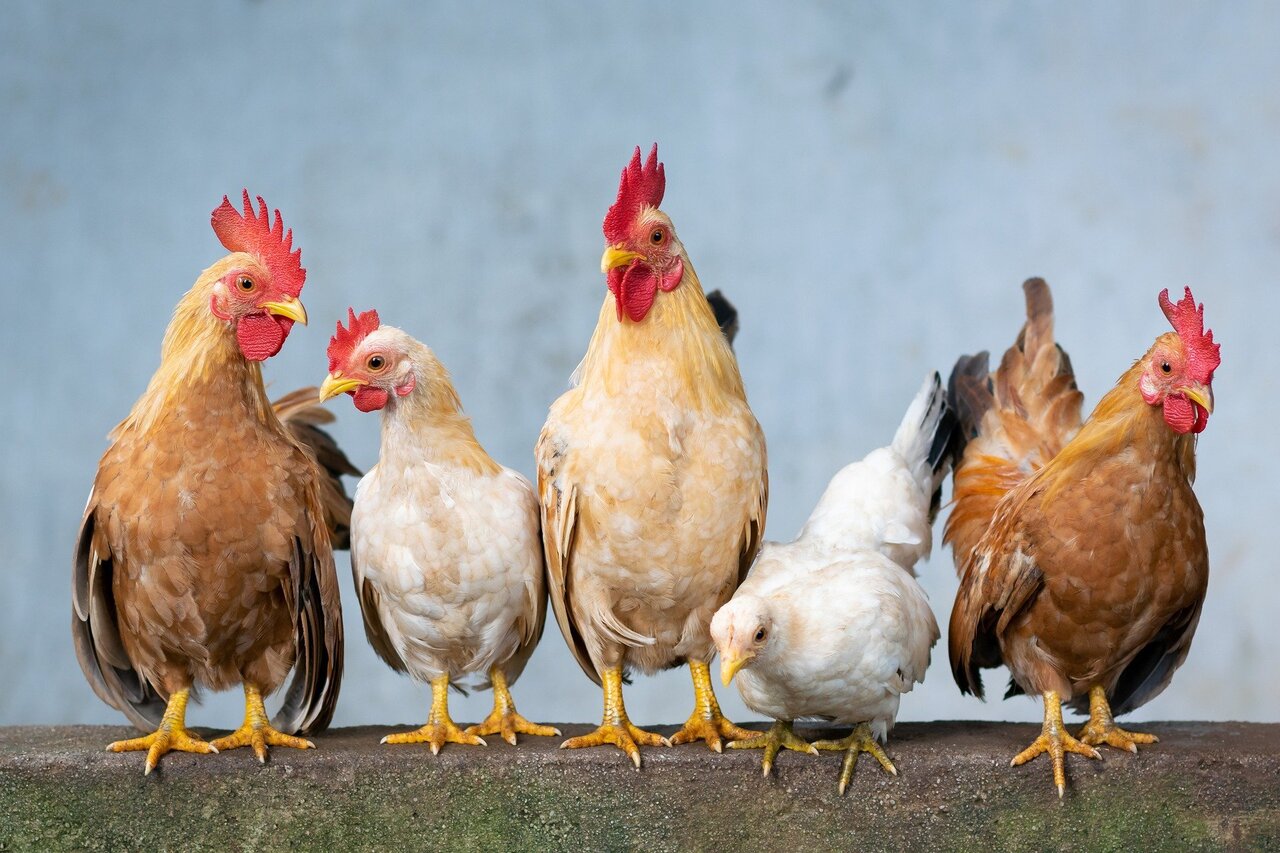 stunning-chickens-and-halal-certification-seekersguidance