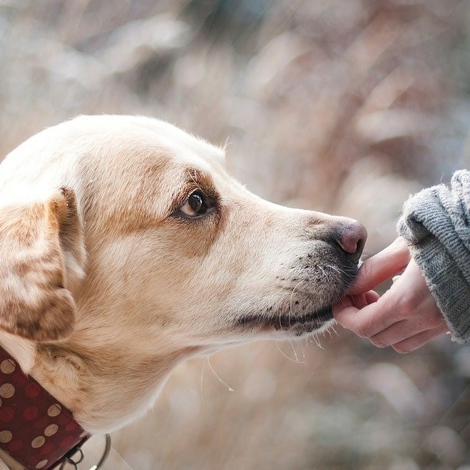 how do you remove dried saliva from a dog